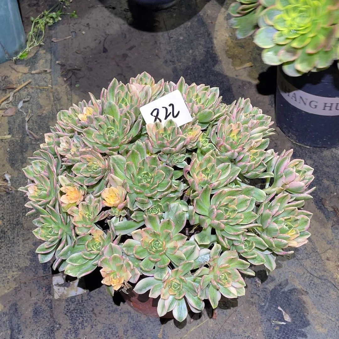 822法师植物甜茶