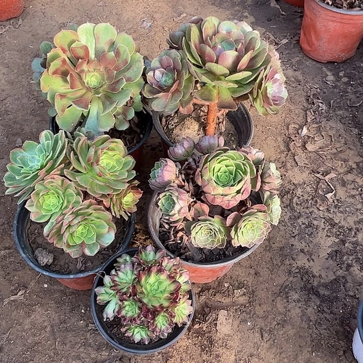 322多肉植物组合，瑕疵特价，