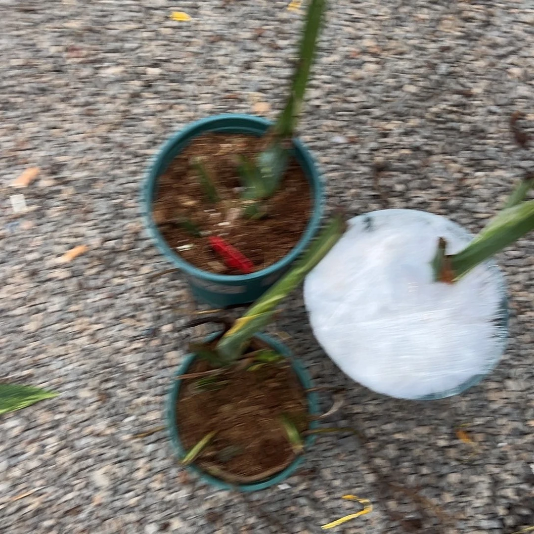 完全开放牛皮糖随机发货不售后