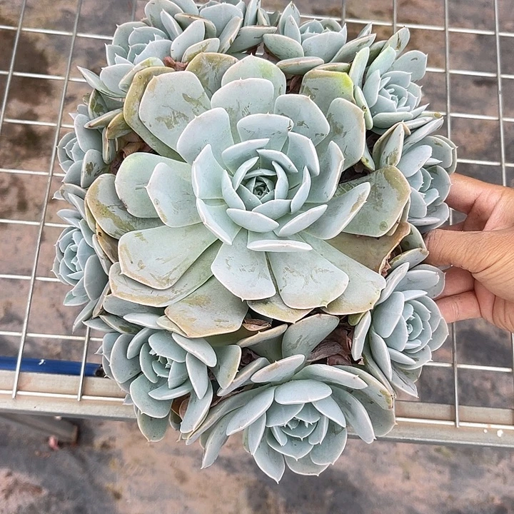 晨语多肉，一物一拍鲁士