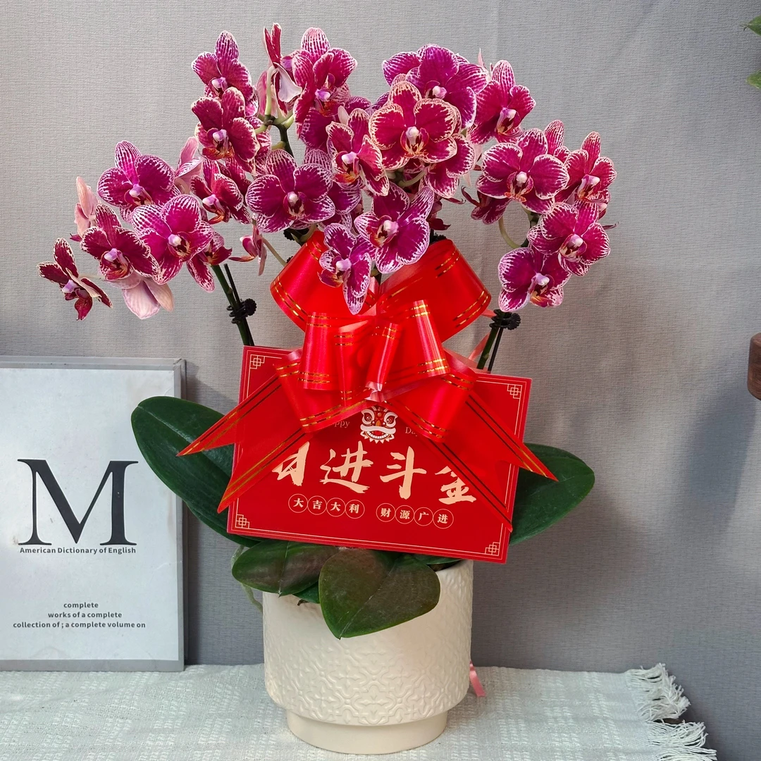 幸福花舍 蝴蝶兰【可乐】欧洲进口花花 送人送礼乔迁新居