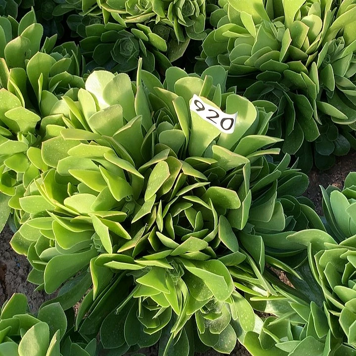 920绿杨蓉多肉植物4