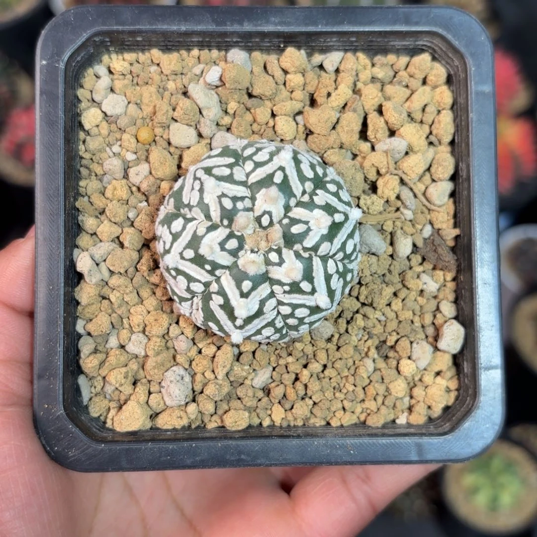 泰系实生兜仙人球81号