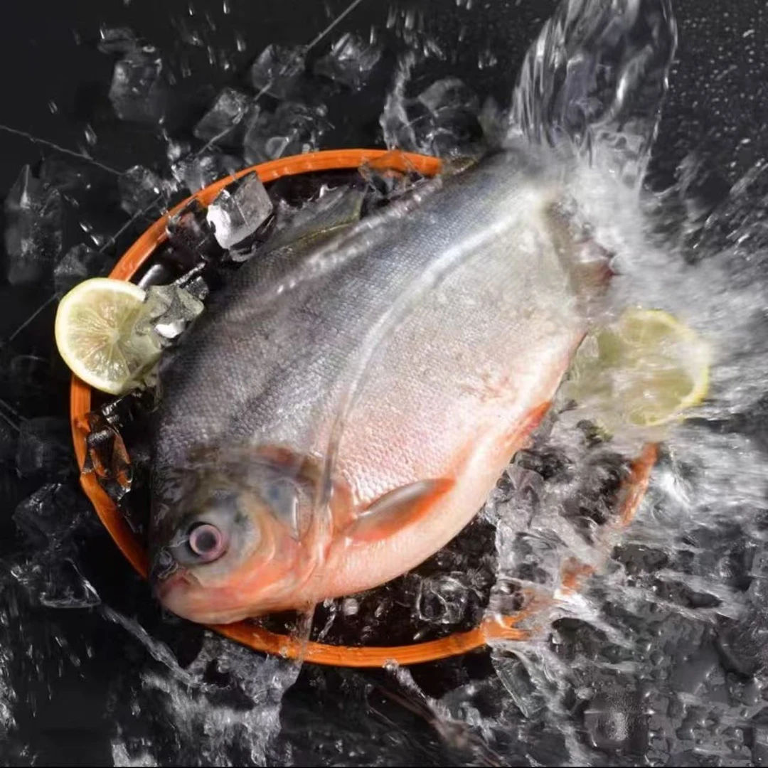 鲜活速冻大红鲳鱼450g-600g/条 7大条7斤海红鲳鱼 顺丰发货（诚）