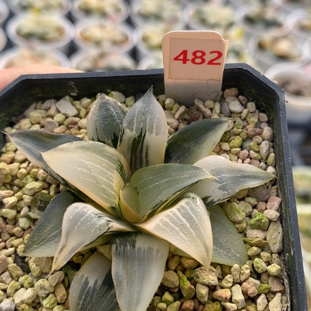 482号裹克实生多肉