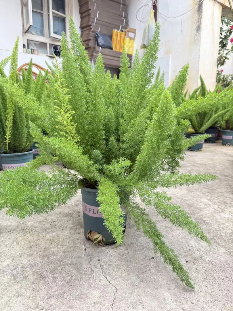 狐尾天门冬绿植盆栽四季常青好养庭院阳台花境植物