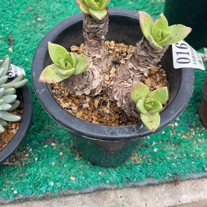 167号帕莫瑞苹果叶多肉