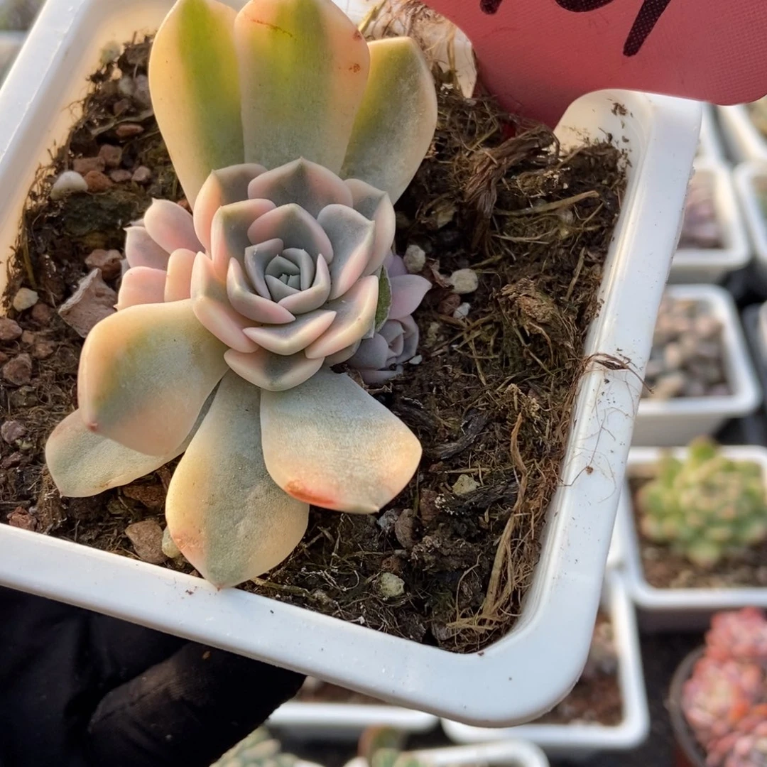 1401汉堡锦多肉植物