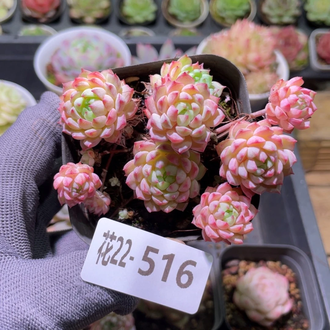 花利美22-516小粉莓