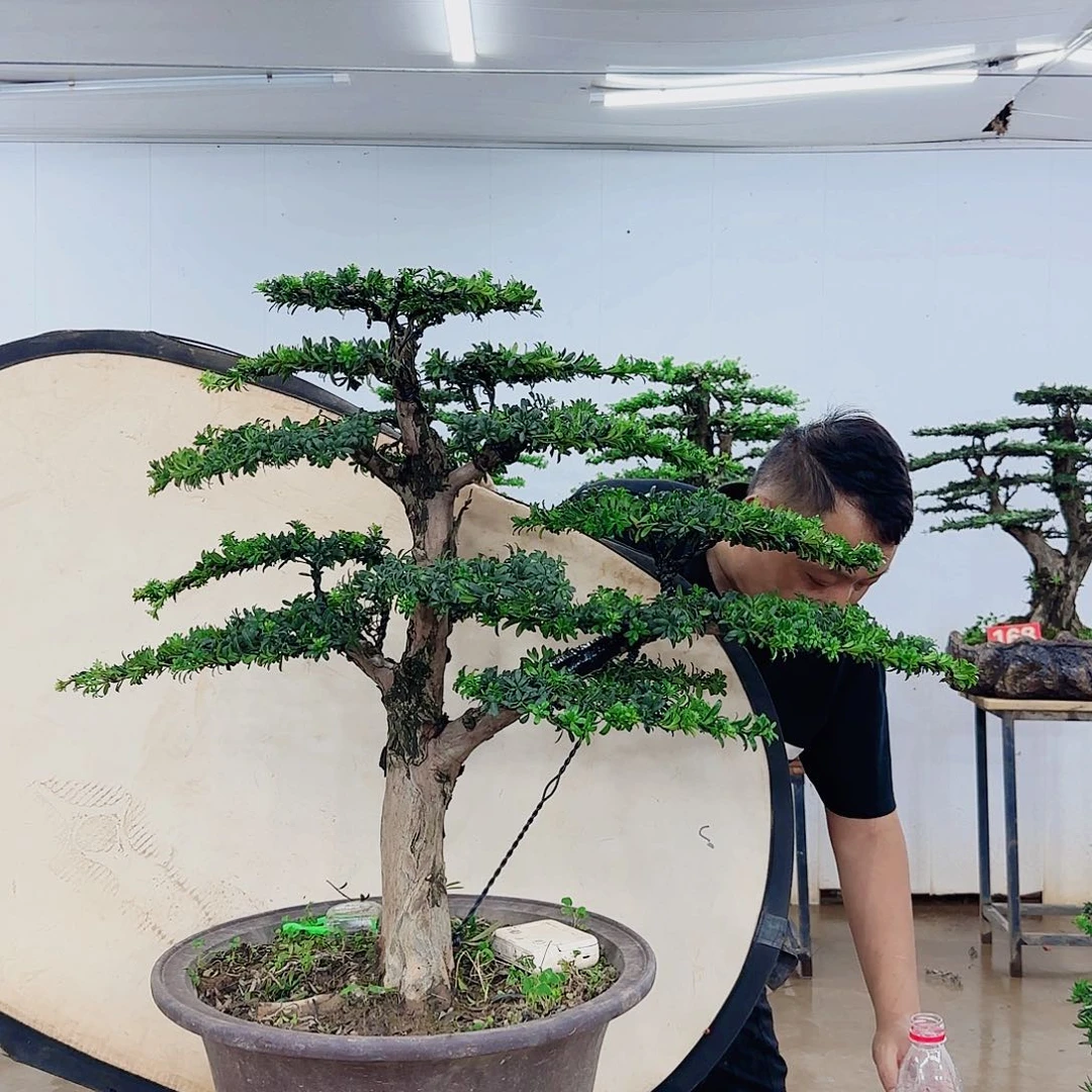 勇***来无花朵盆景制作过程非常