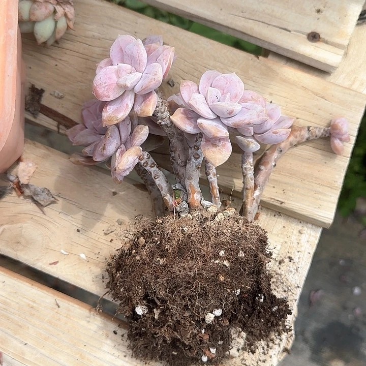 华丽风车老桩浩浩拍