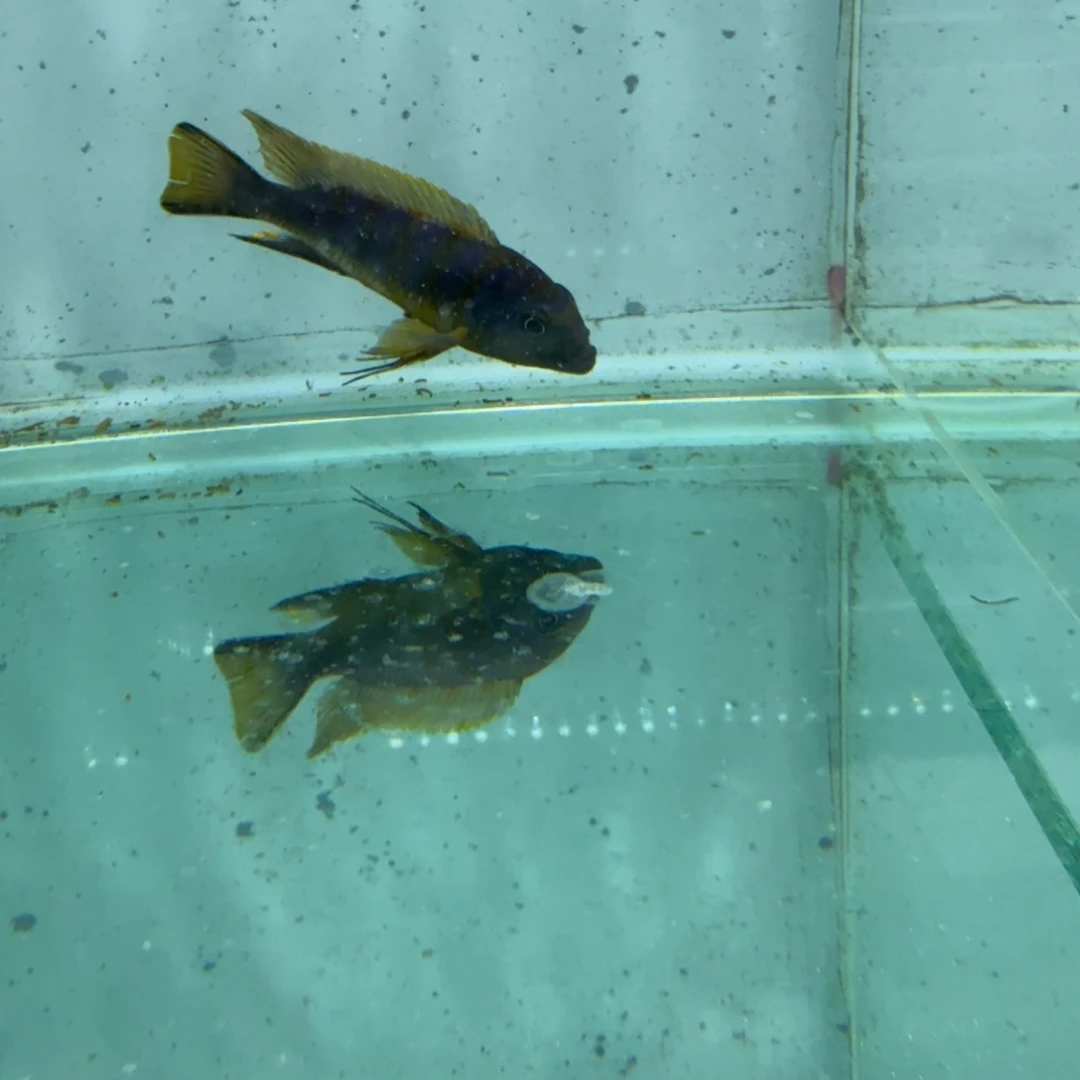 慈鲷麒麟斑马423。