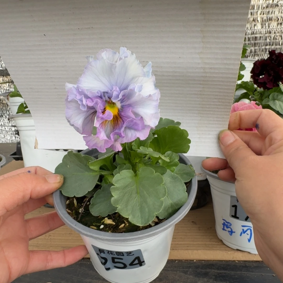 无花朵254号角堇