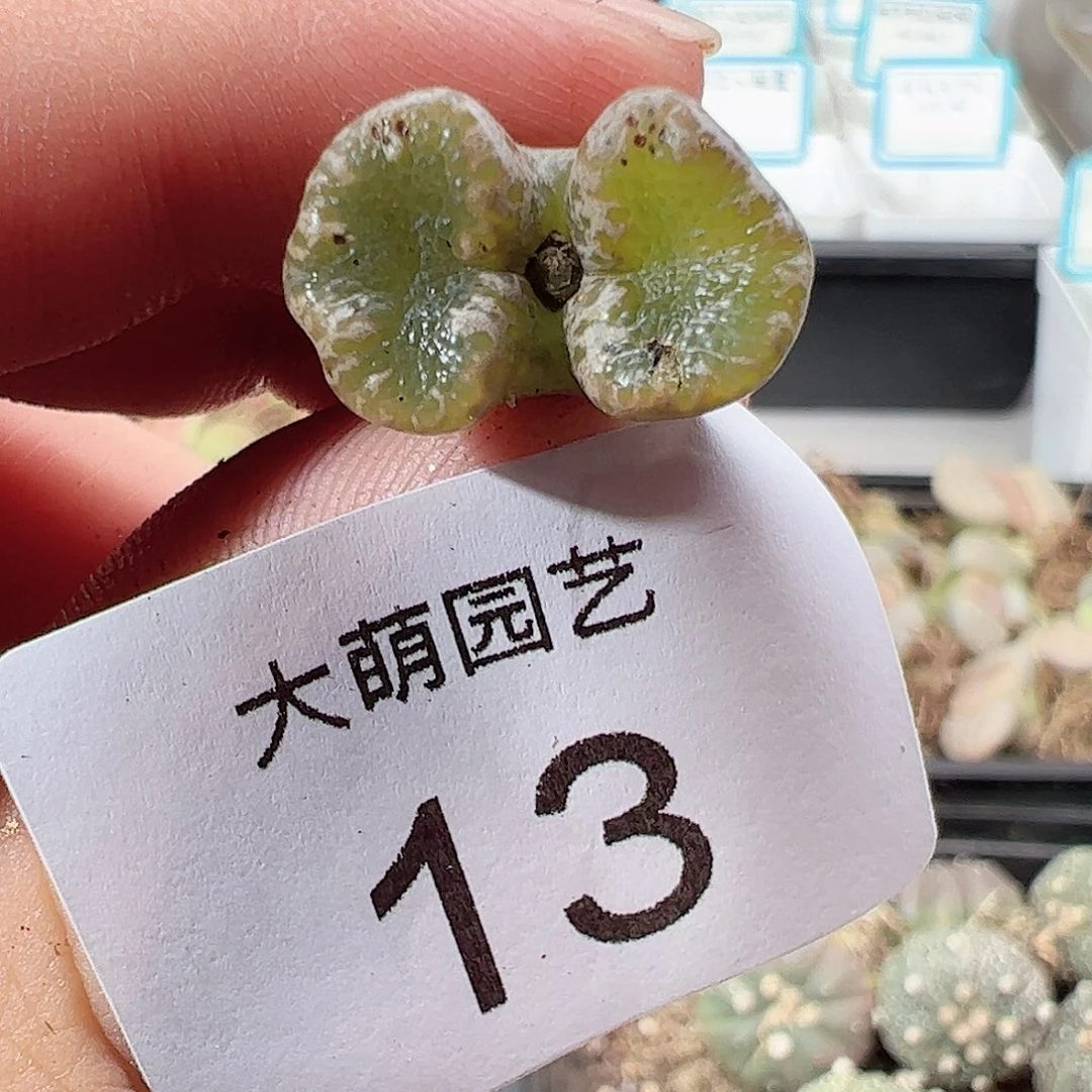 000013 一物一拍……