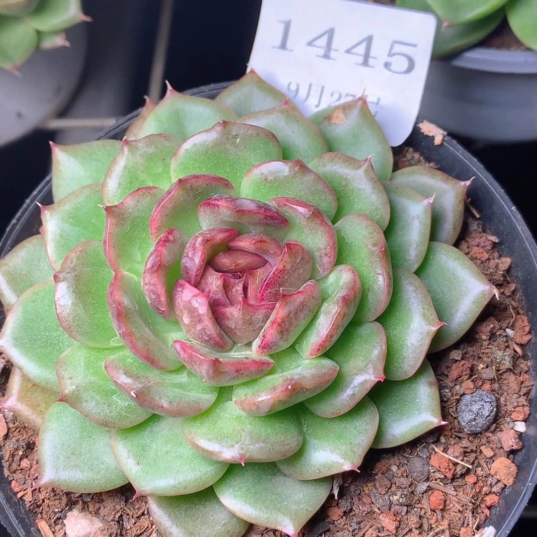 【闪购商品】云1445号
