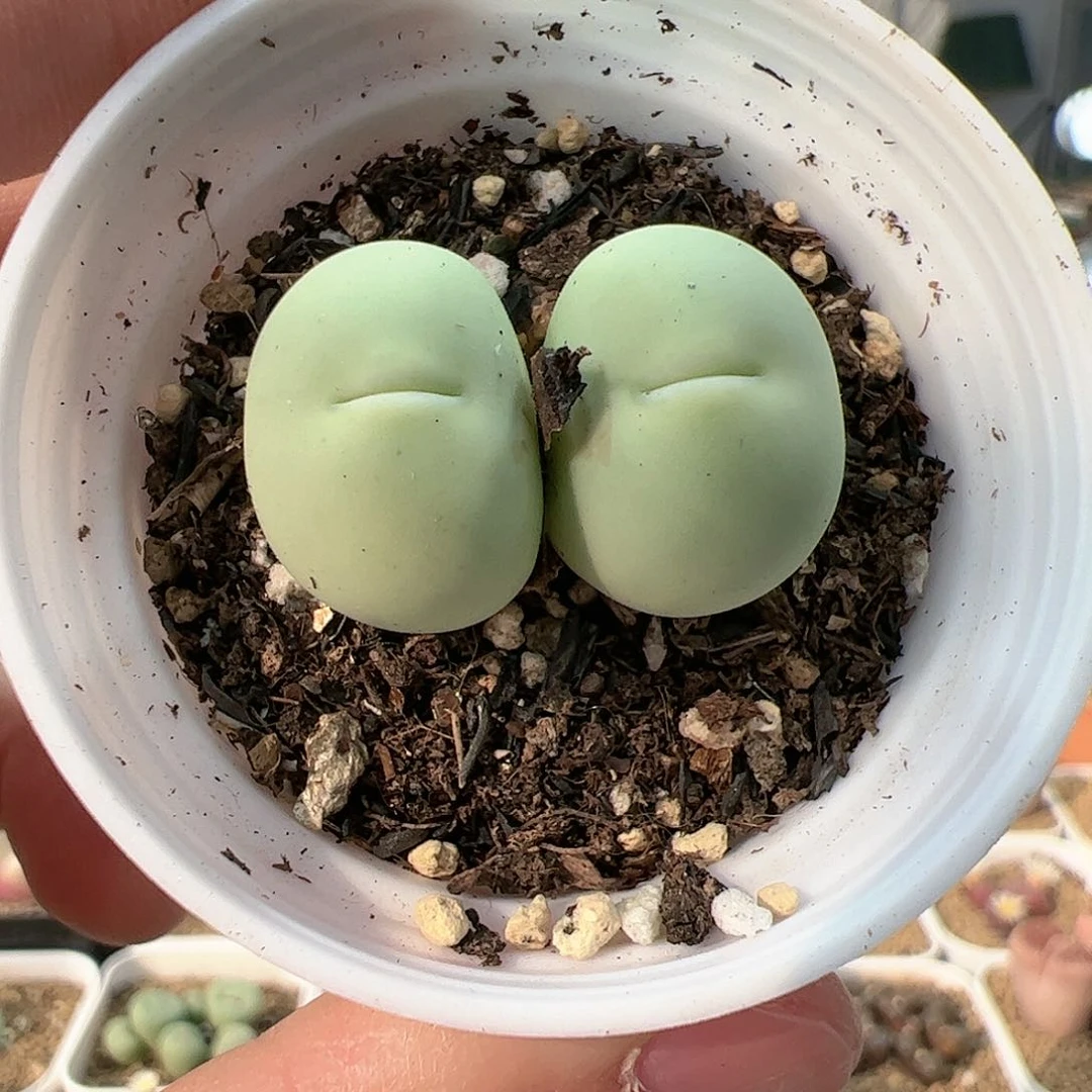 【闪购商品】126 双头鸽子蛋