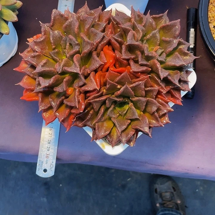 k***o寄养多肉植物饺子皮