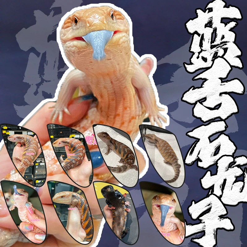 【养爬姑娘】蓝舌石龙子澳洲北部石龙子蜥蜴新奇宠物爬宠