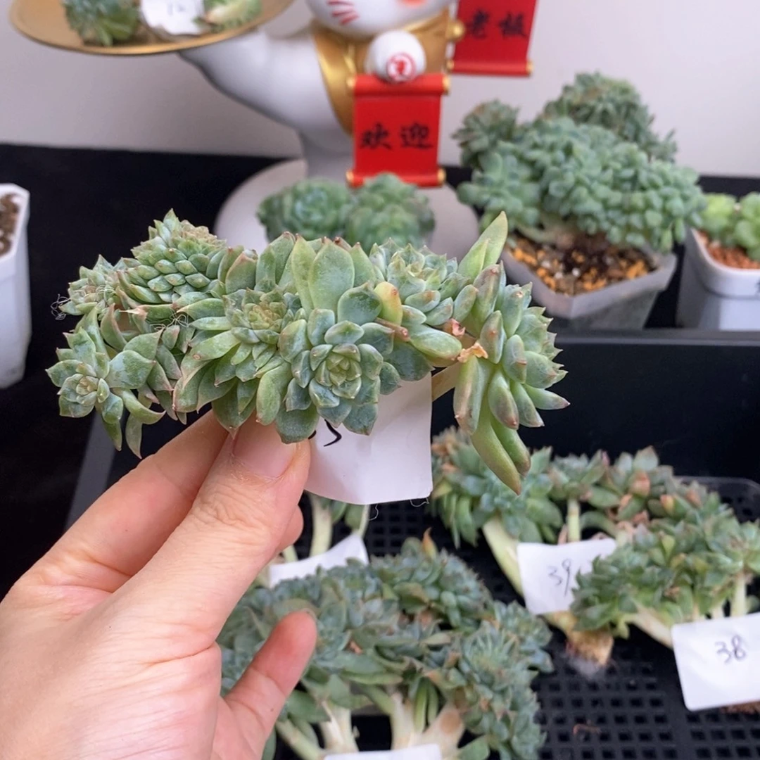 35号九头带缀冰魄小树