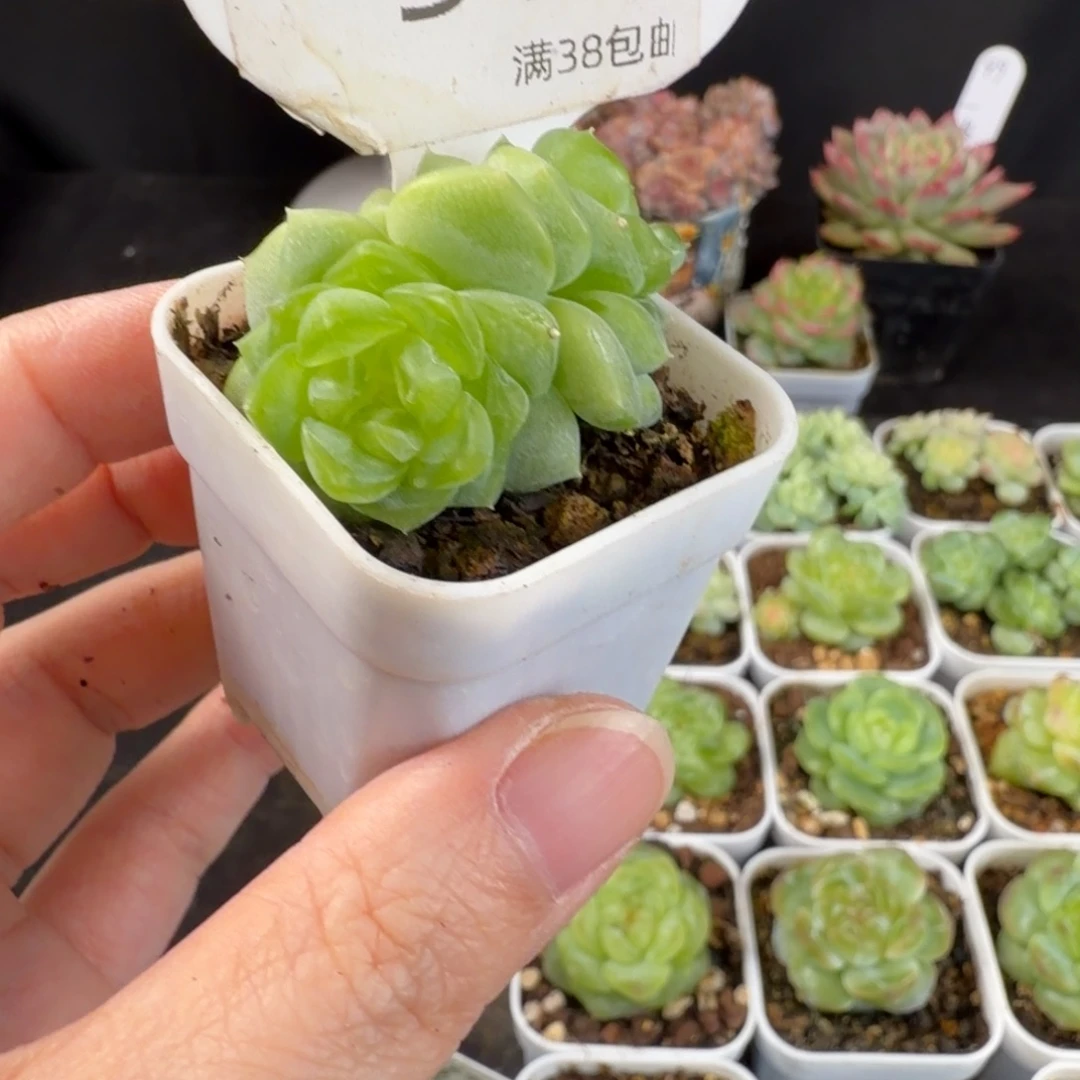 甜心三头群51号一颗