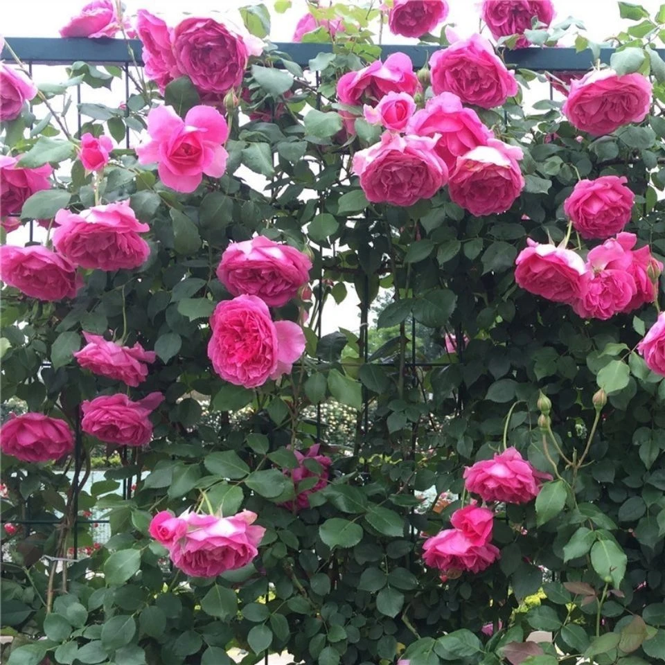 大游行多花大月季花苗藤本爬藤蔷薇适合阳台庭院栽植