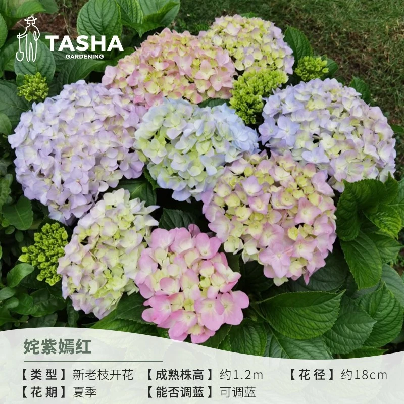 塔莎的花园姹紫嫣红大花绣球阳台庭院花卉植物好养活