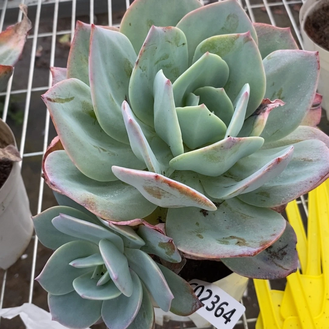 2364白凤一物一拍