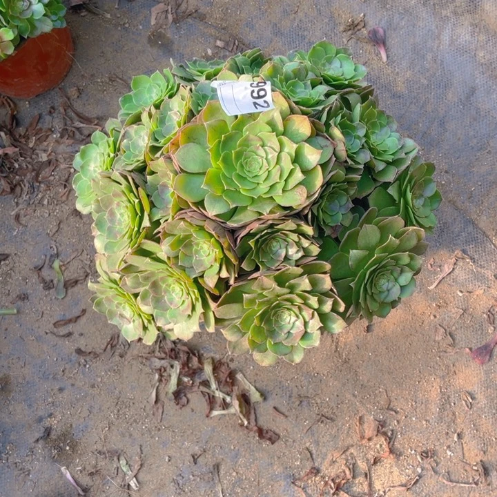 多肉红心沙拉碗法师992