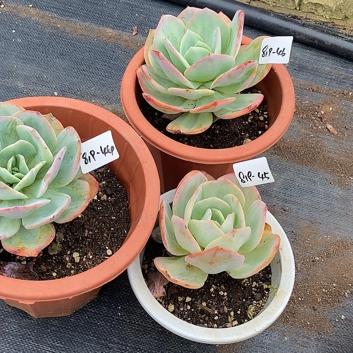 ～***～多肉植物凤819-44-45-46