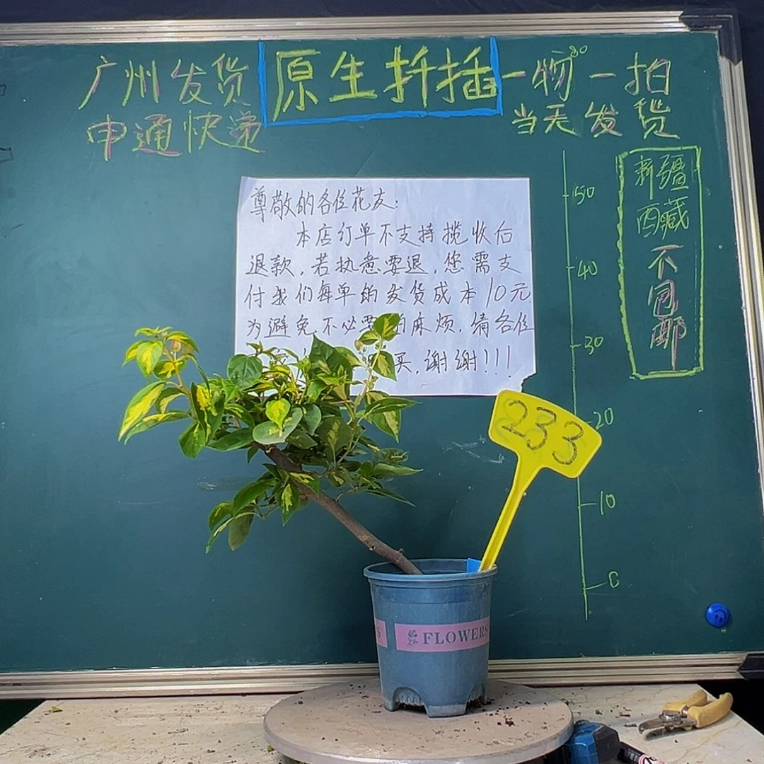当前无花栽培后可以开花金心橙白 粗杆 233