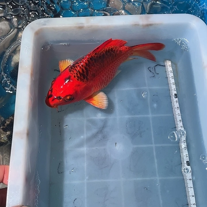 蝴蝶鲤鱼渔场直发119