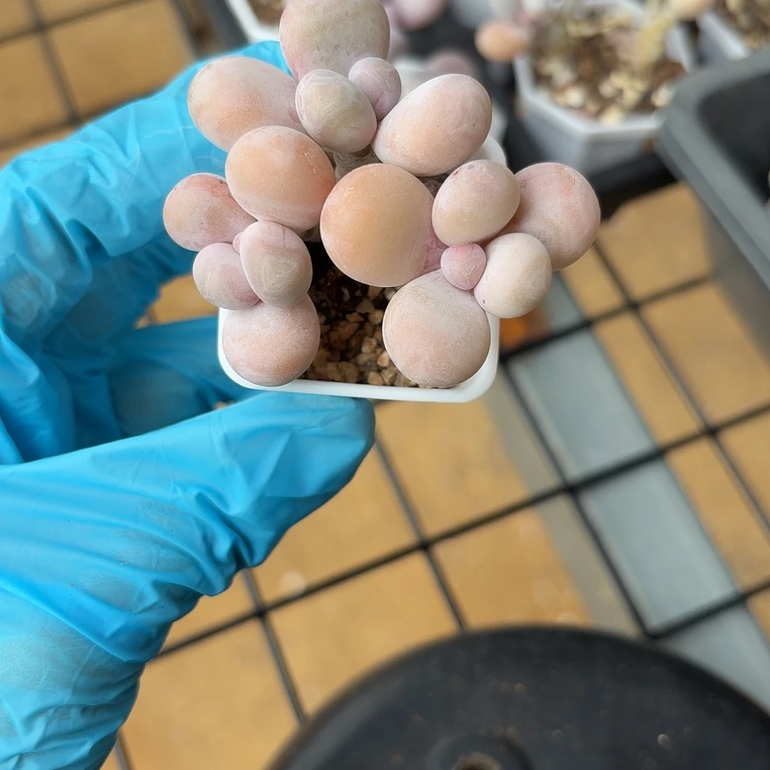 韩版水光针一物一拍
