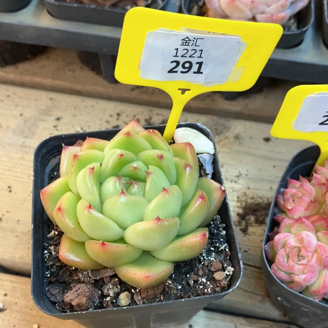 福利多多。1221291