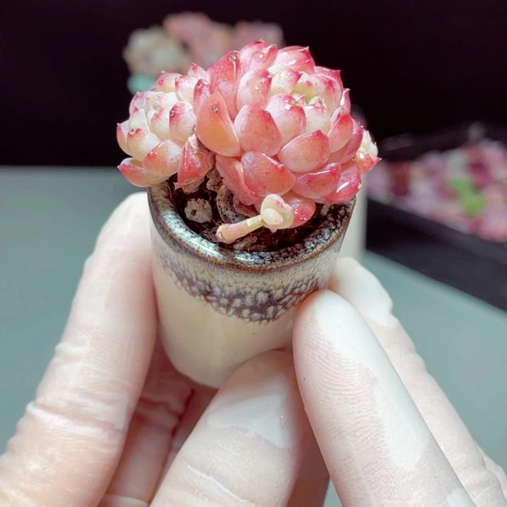 天空芝兰样品1颗带盆发货