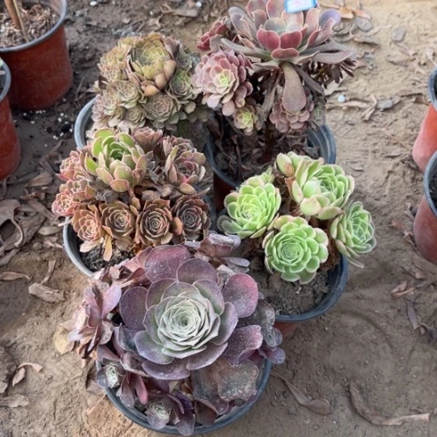 957多肉植物组合，