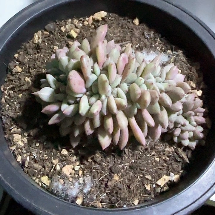 青蛙王子儿童牙膏111