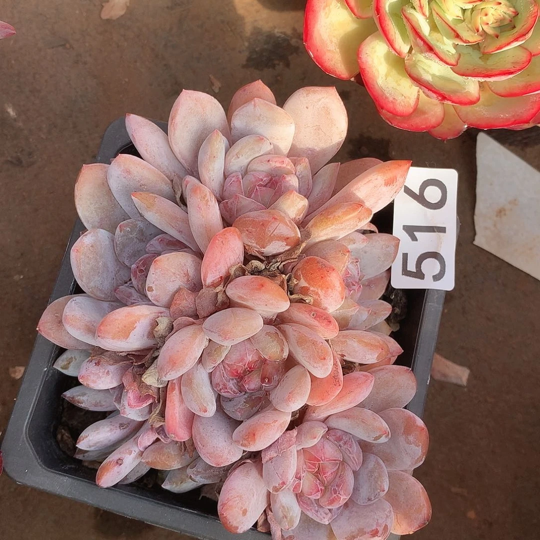 516橙子一物一拍多肉