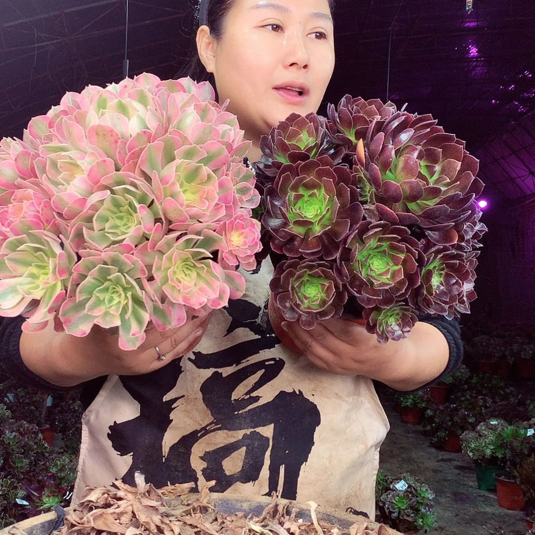 柒柒精品粉紫组合