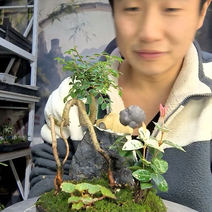 江***睫中青园艺一物一拍花32