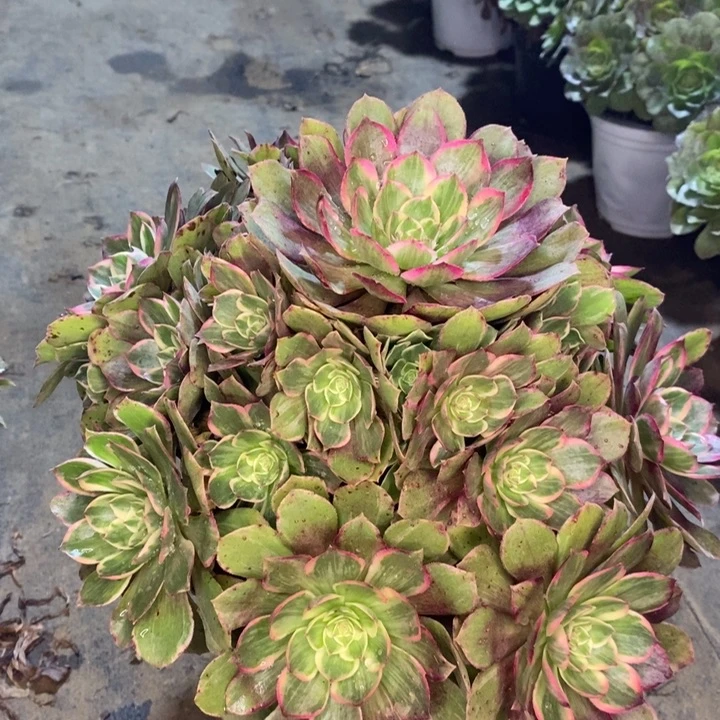 莲花座多肉植物33。