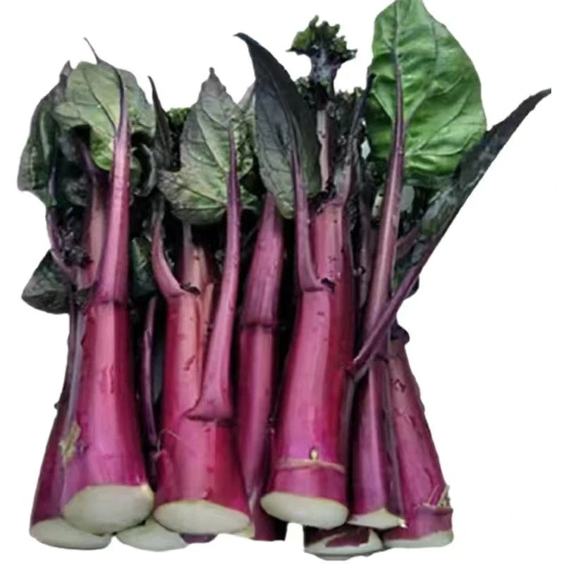 四川农家新鲜红油菜苔现摘现发