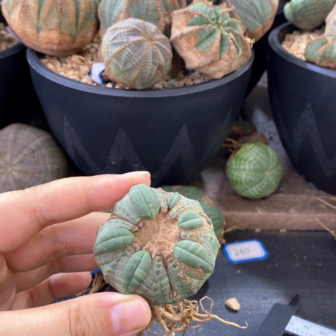 26欧系实生布纹球 轮胎球 一物一拍