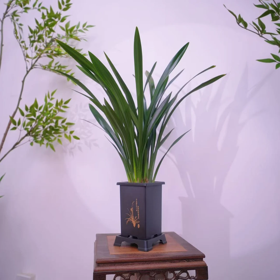 墨兰6-8苗室内盆栽易存活好养青苗