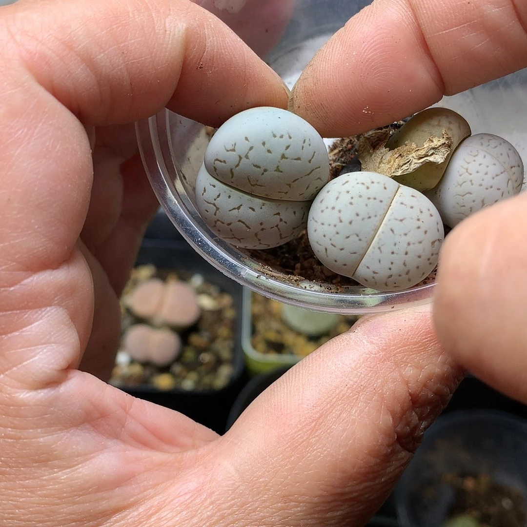 D491多肉植物保护