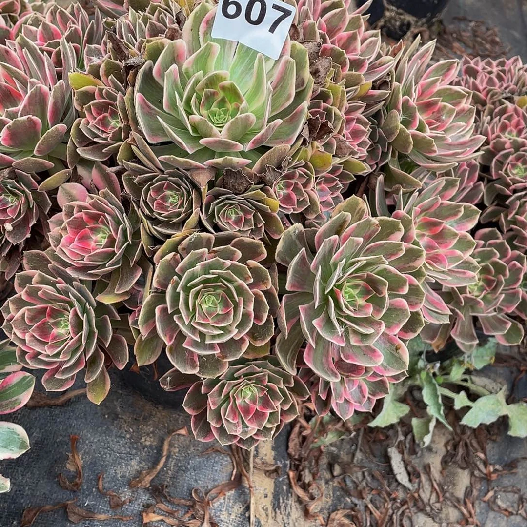 芳***旧多肉法师607号浣纱发货不包损