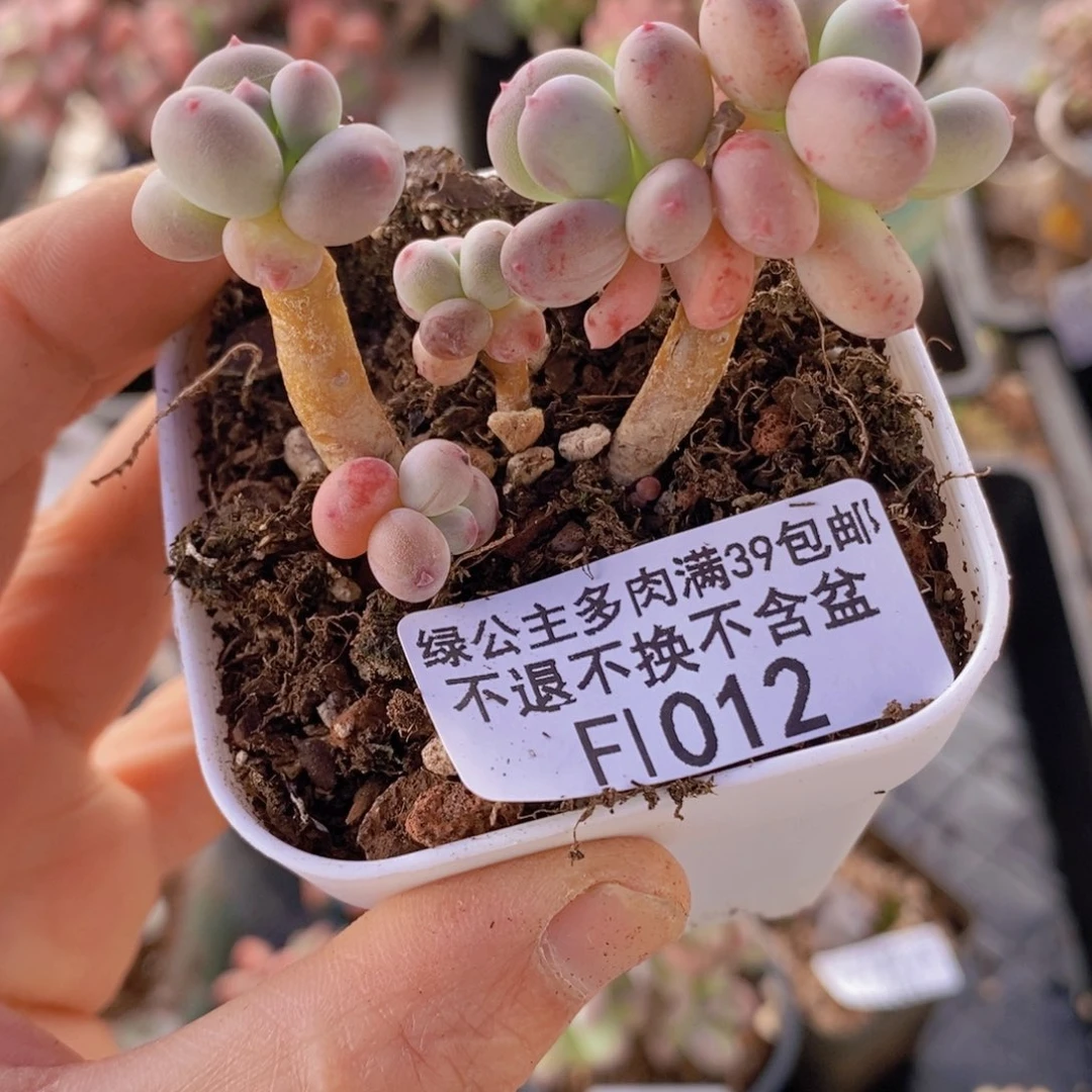 苹果奶四代散拼1012多肉植物