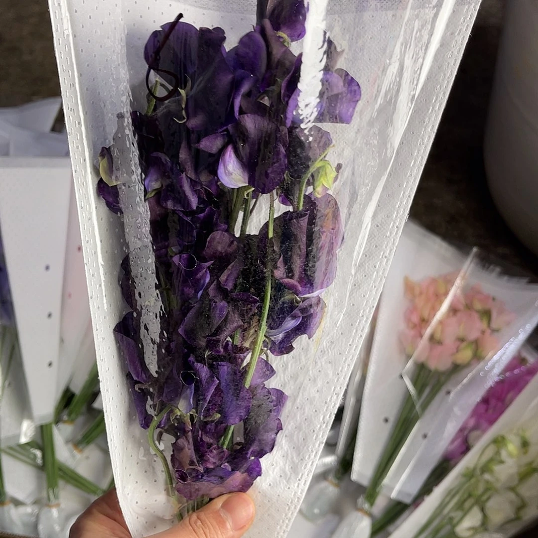 完全开放香豌豆（中毒紫）一扎