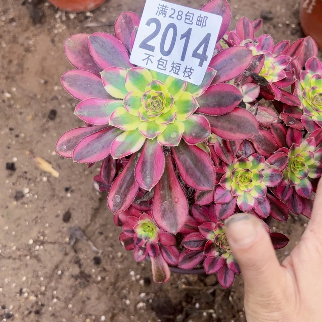 2014多肉植物法师冰淇淋