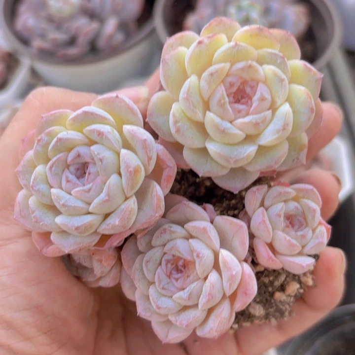 冰魄雪颜10颗一组精品