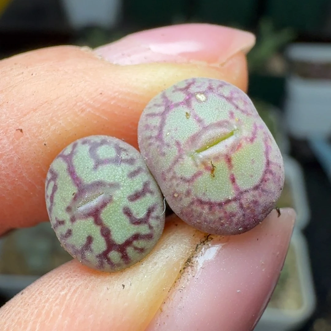 248两颗猴脸青姬00000